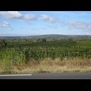 Es wird vorwiegend Wein angebaut